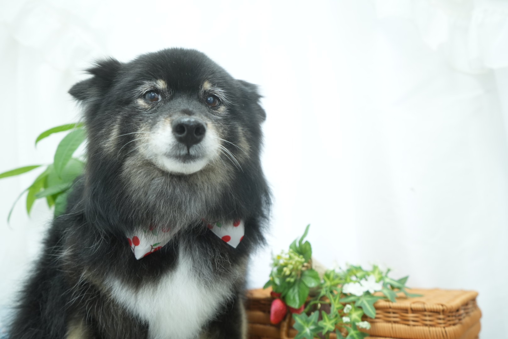 岩手県久慈市のドッグサロン Dog Salon Puppy