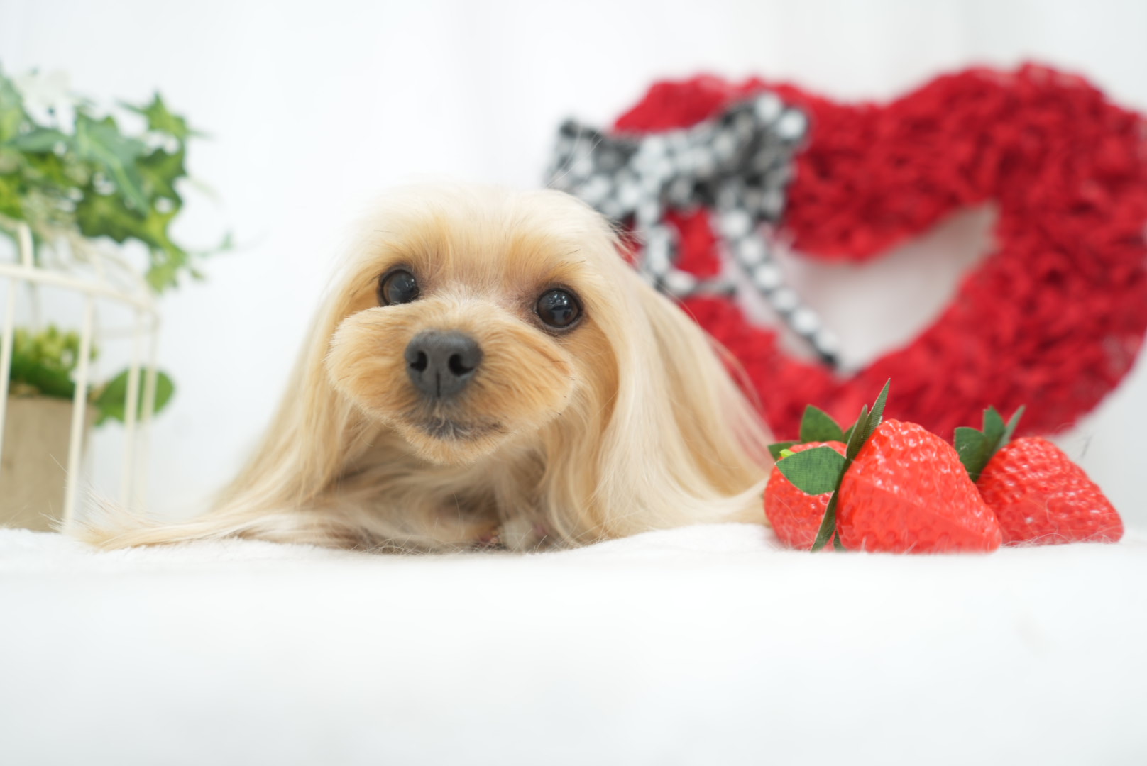 岩手県久慈市のドッグサロン Dog Salon Puppy