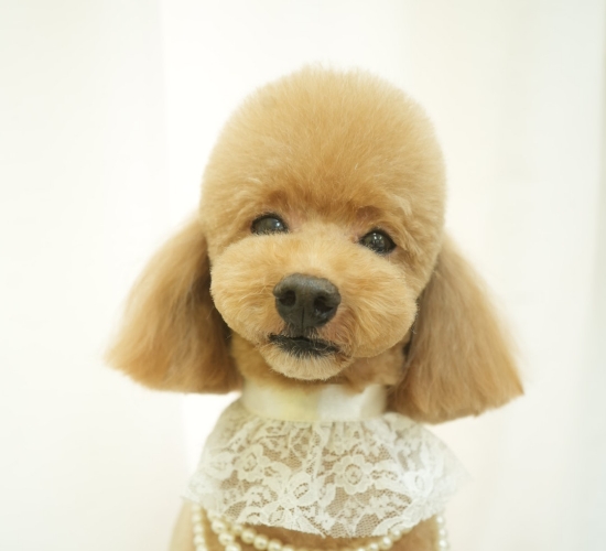 愛犬に合わせた仕上がり