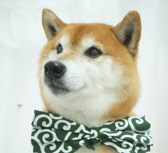 柴犬